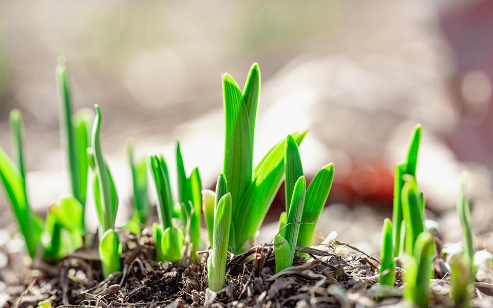 cp42-1.jpg cp42-1.jpg